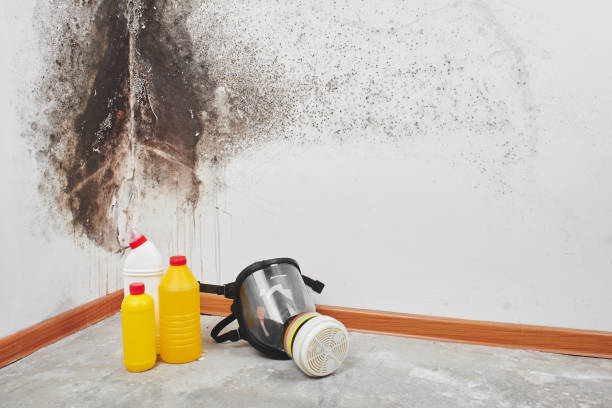 Best Commercial Mold Removal  in Fowlkes, TN