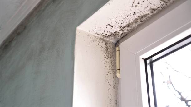 Best Mold Removal Company Near Me  in Fowlkes, TN