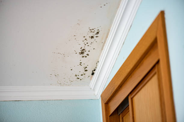 Best Mold Removal Process  in Fowlkes, TN