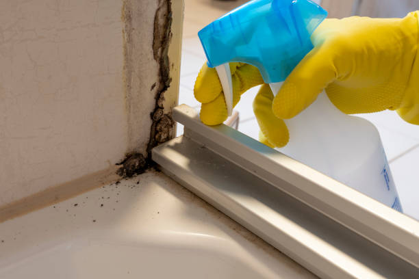 Best Commercial Mold Removal  in Fowlkes, TN