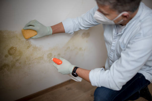 Best Affordable Mold Removal  in Fowlkes, TN