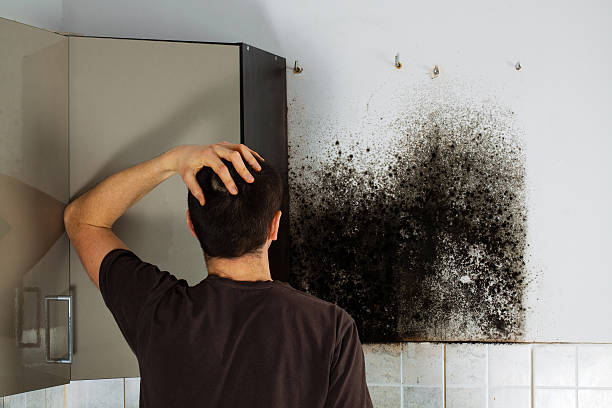 Best Certified Mold Removal  in Fowlkes, TN