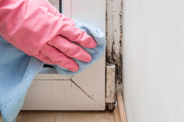 Best Mold Remediation Experts  in Fowlkes, TN